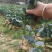 油茶苗20公分起苗
