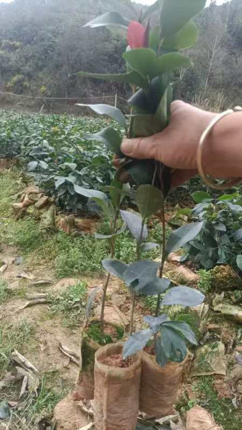油茶苗20公分起苗