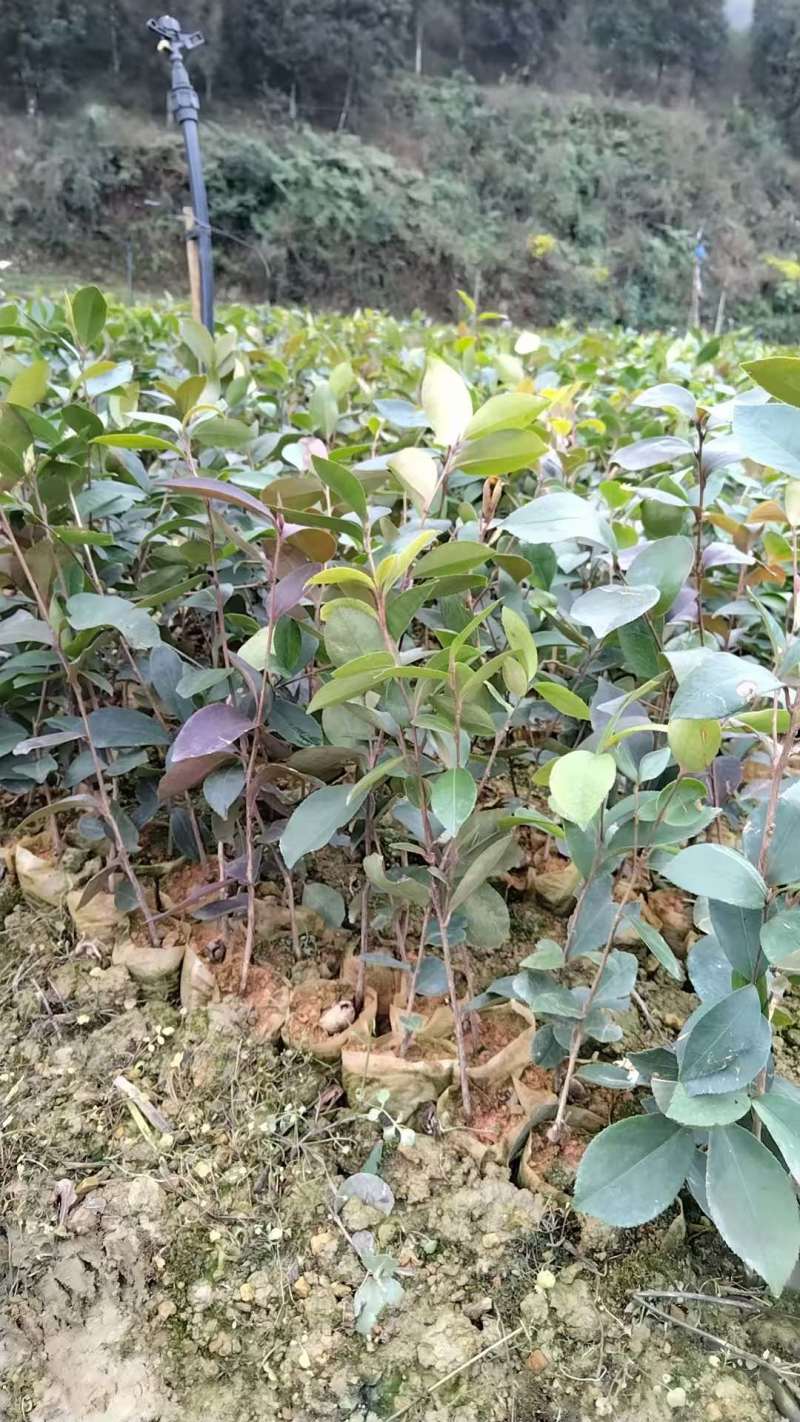 油茶苗20公分起苗