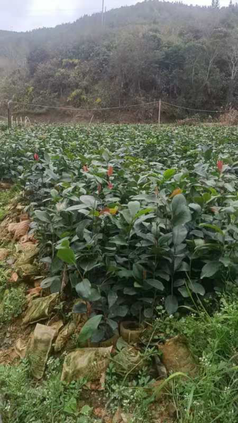 油茶苗20公分起苗