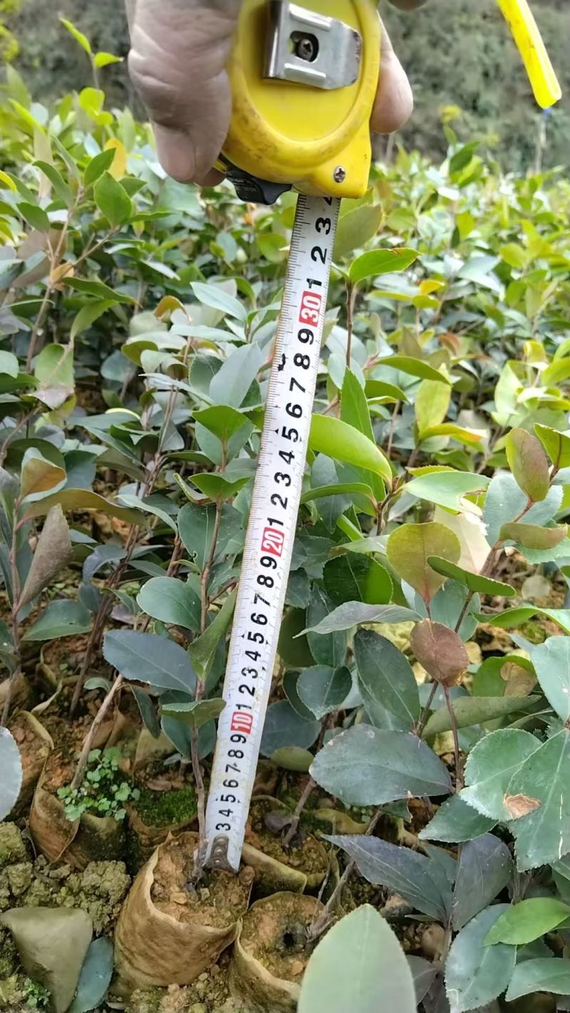 油茶苗20公分起苗