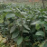 油茶苗20公分起苗