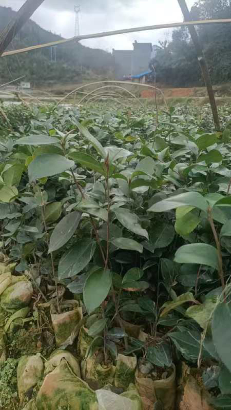 油茶苗20公分起苗