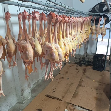鸡肉现杀老母鸡，杀后净重2斤左右