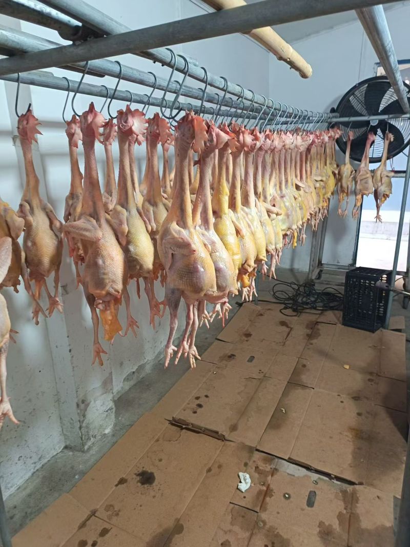 鸡肉现杀老母鸡，杀后净重2斤左右