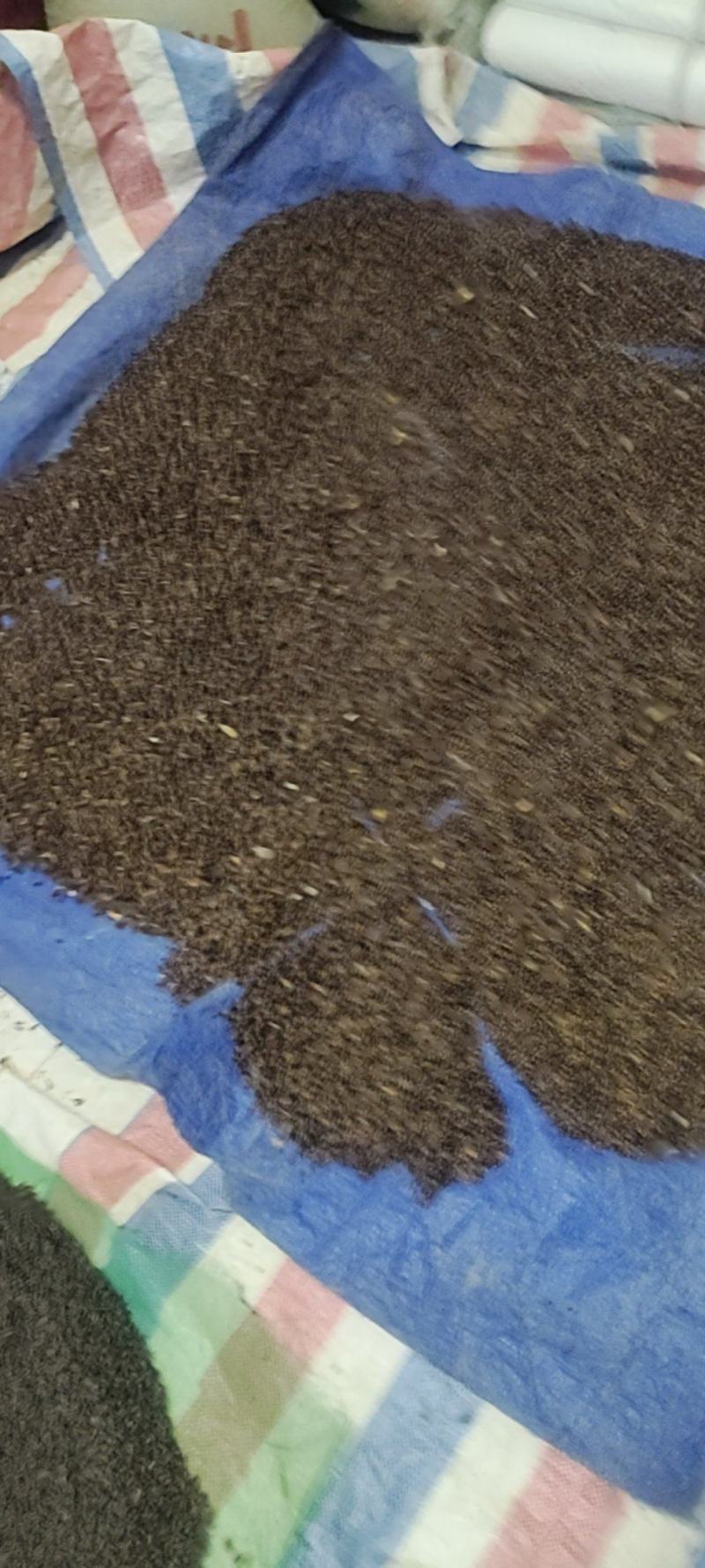 百部种子紫花百部种子