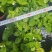 茉莉花250型，冠幅30公分