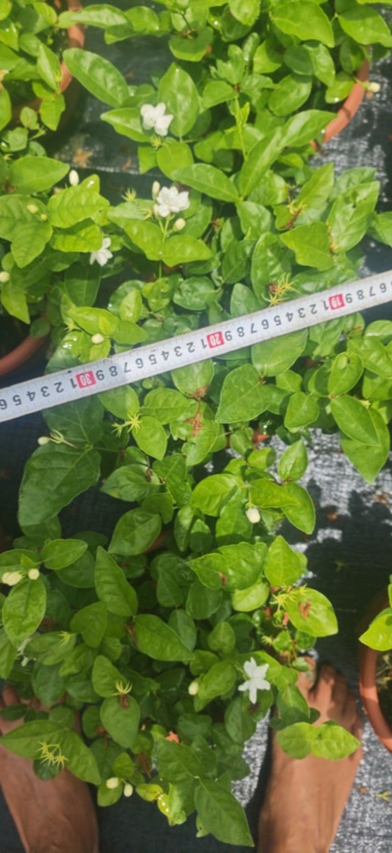 茉莉花250型，冠幅30公分