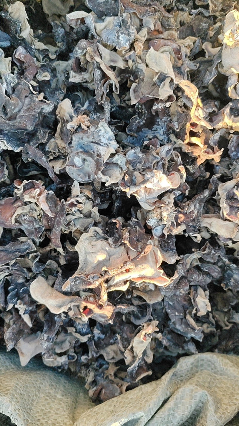 毛木耳头茬木耳