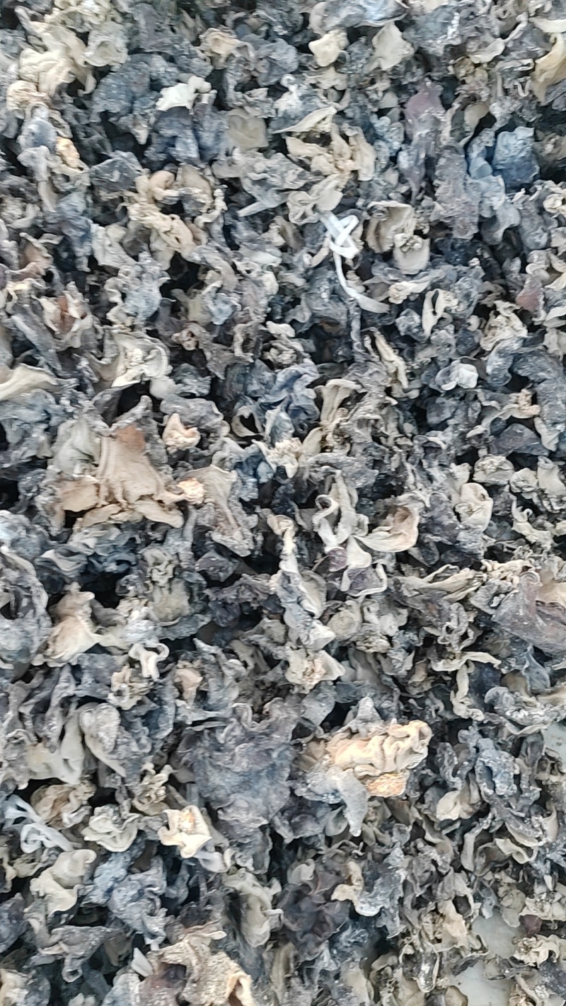 毛木耳头茬木耳