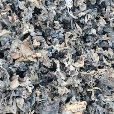 黑木耳二茬