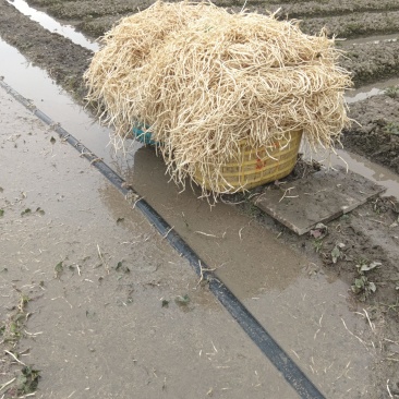 鱼腥草通货