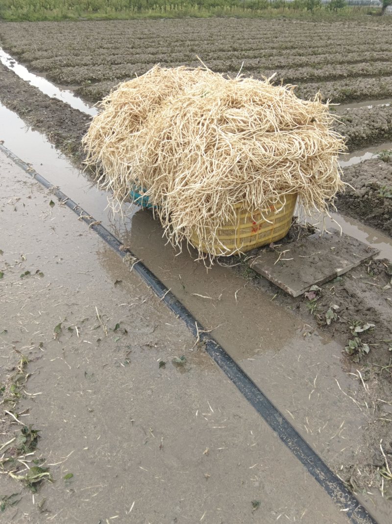 鱼腥草通货