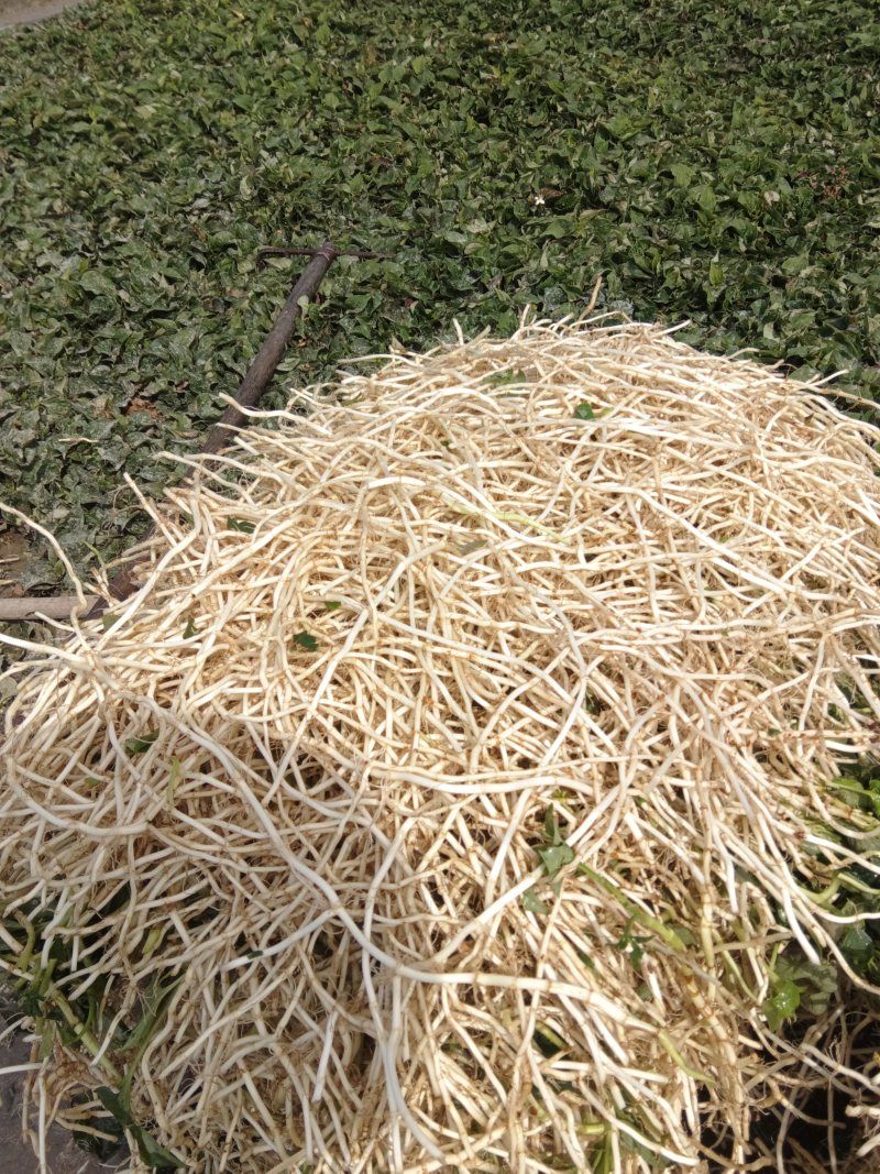 鱼腥草通货