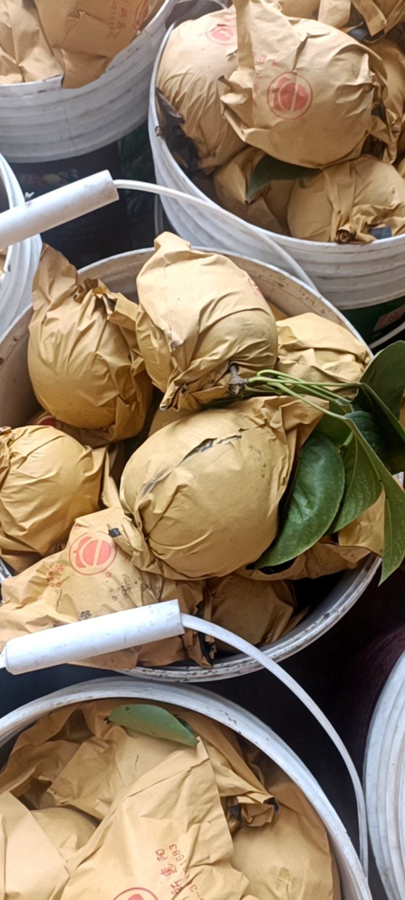 梨半斤起