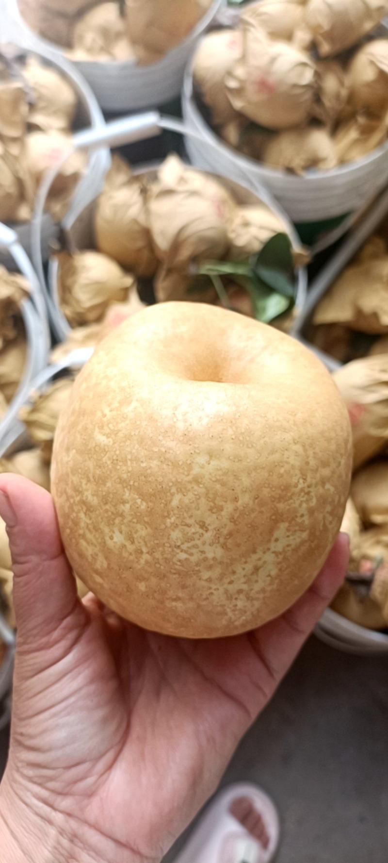 梨半斤起