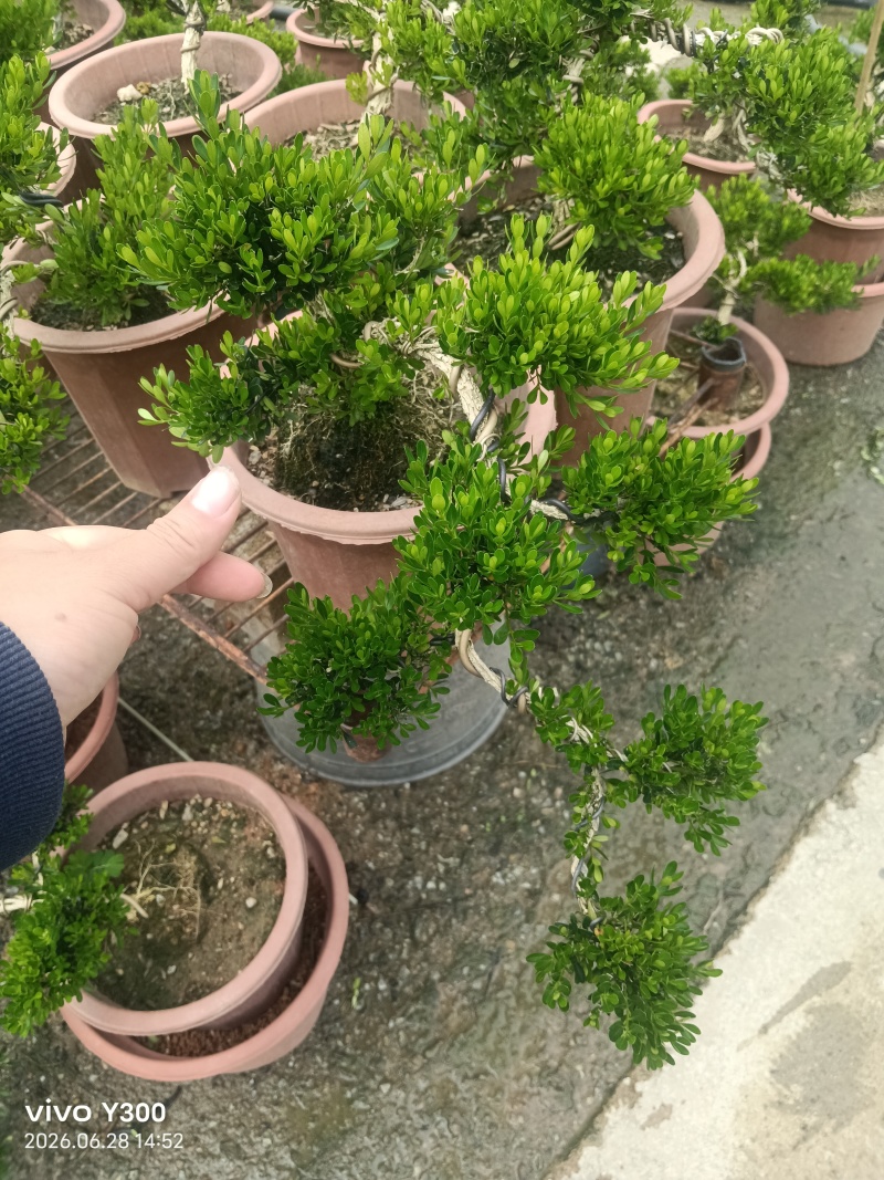 广东雀舌黄杨高度25-30cm，悬崖造型