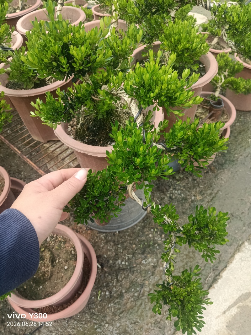 广东雀舌黄杨高度25-30cm，悬崖造型