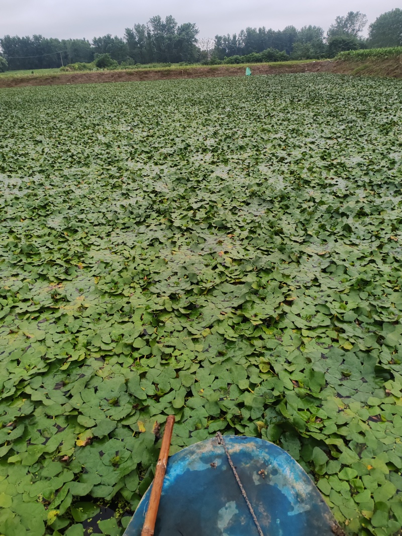 菱角大青菱