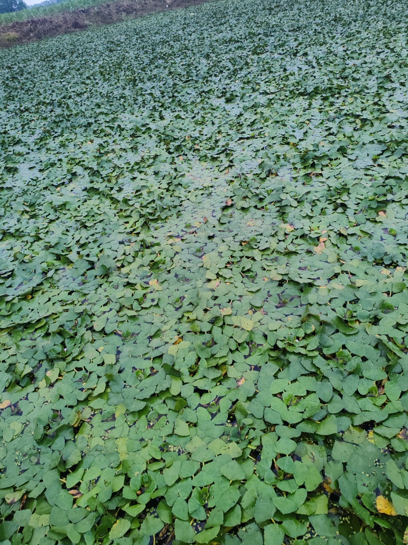 菱角大青菱