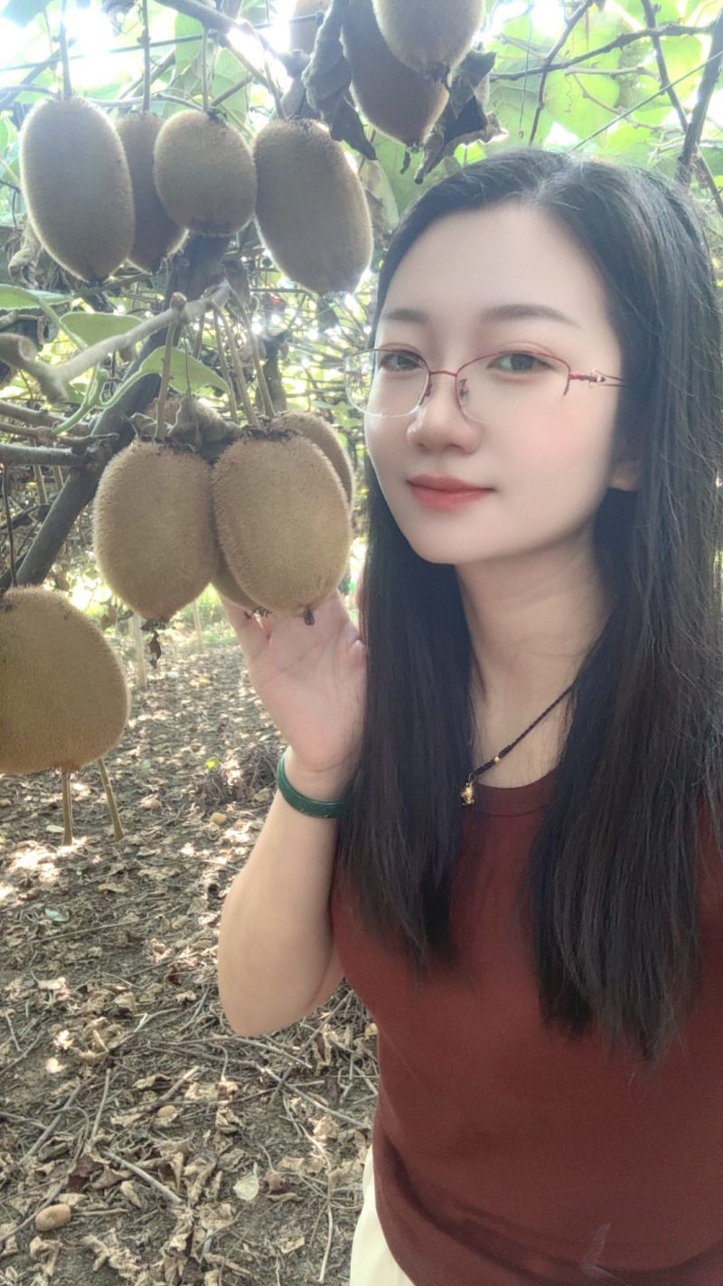 湘西绿心猕猴桃奇异果米良一号产地直供电商平台整车批发团购