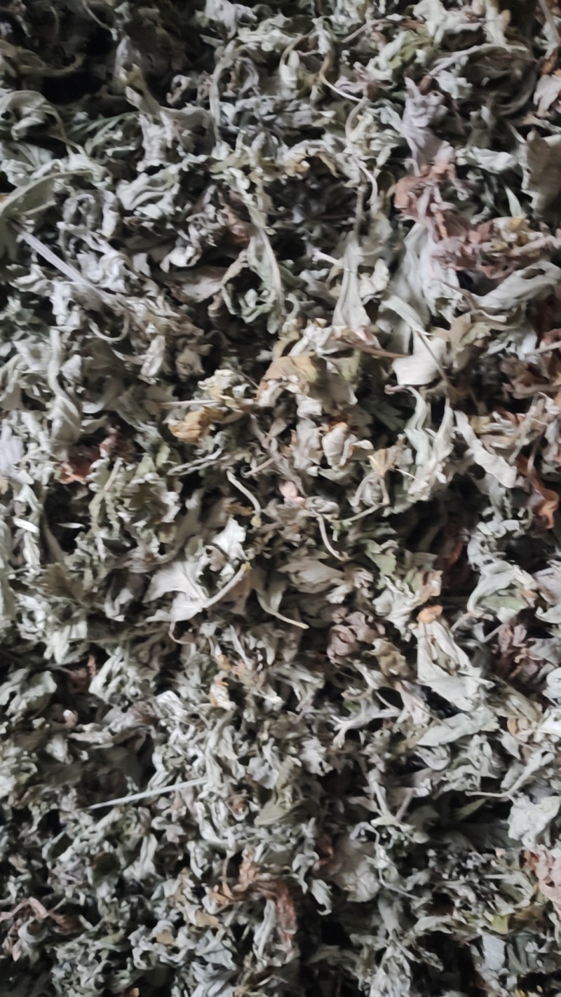 艾叶统货有少量杂质/纯艾叶人工手选干净无杂质