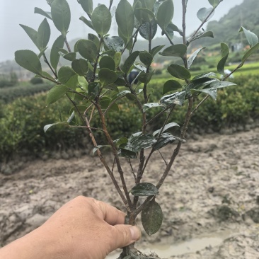 茶梅高30公分,冠25公分