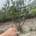 茶梅高30公分,冠25公分