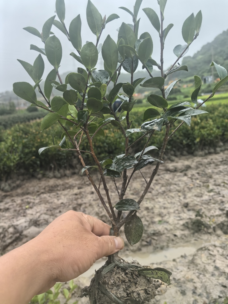 茶梅高30公分,冠25公分