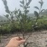 茶梅高30公分,冠25公分