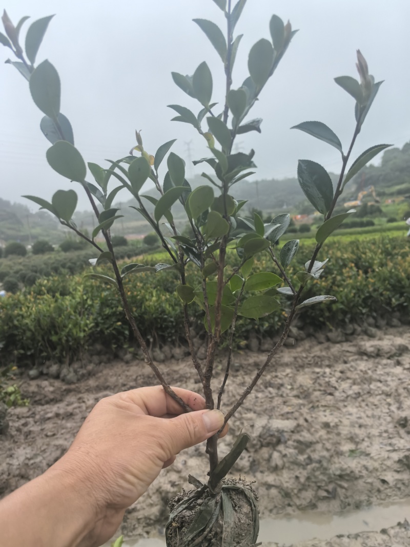 茶梅高30公分,冠25公分