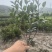 茶梅高30公分,冠25公分