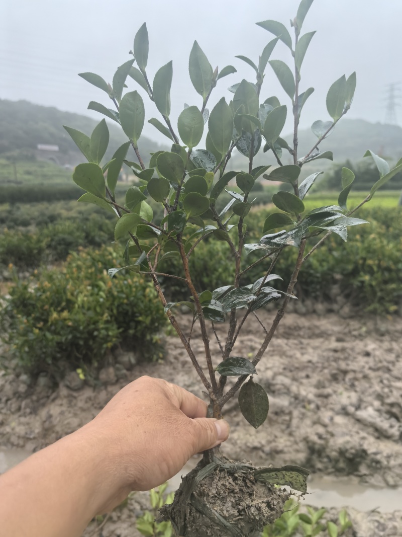 茶梅高30公分,冠25公分