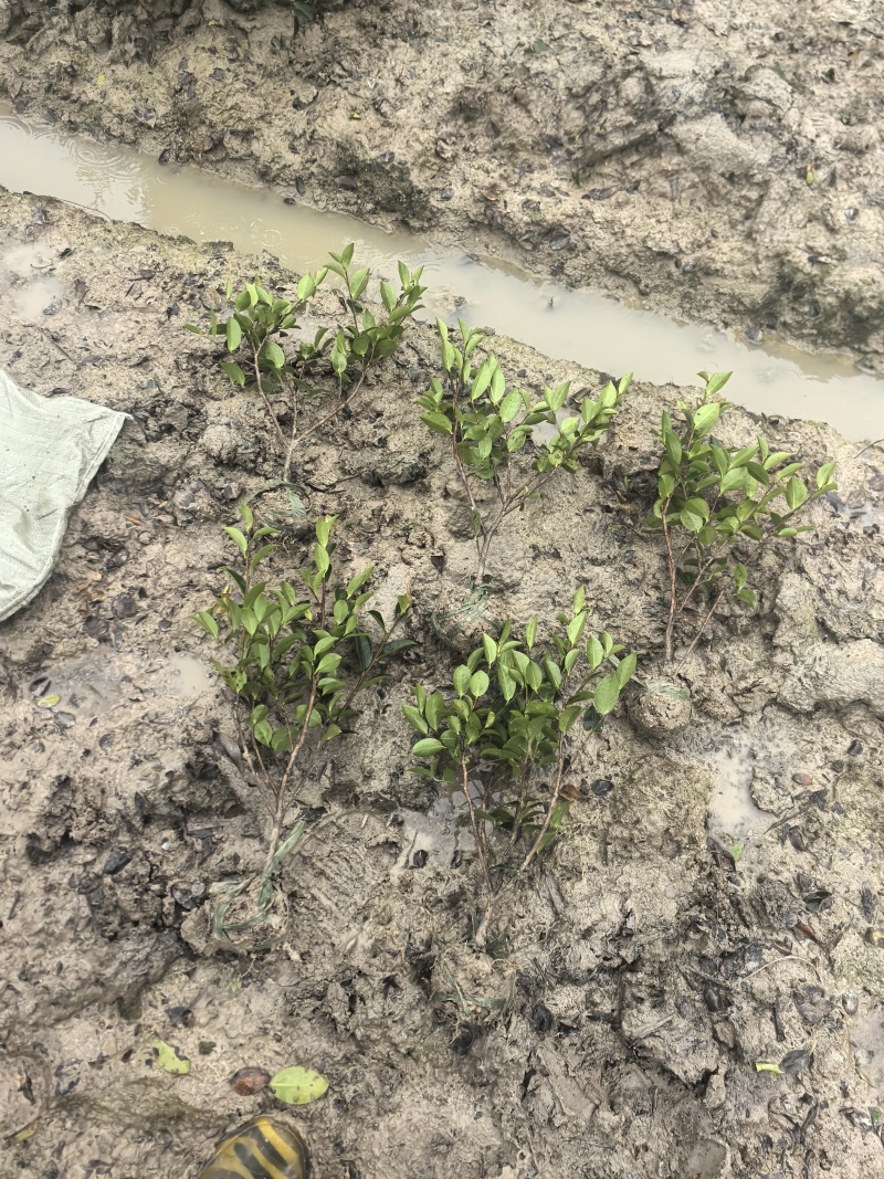 茶梅高30公分,冠25公分