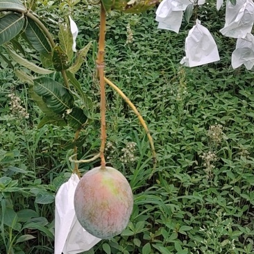 凯特芒6两起电商货