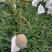 凯特芒6两起电商货