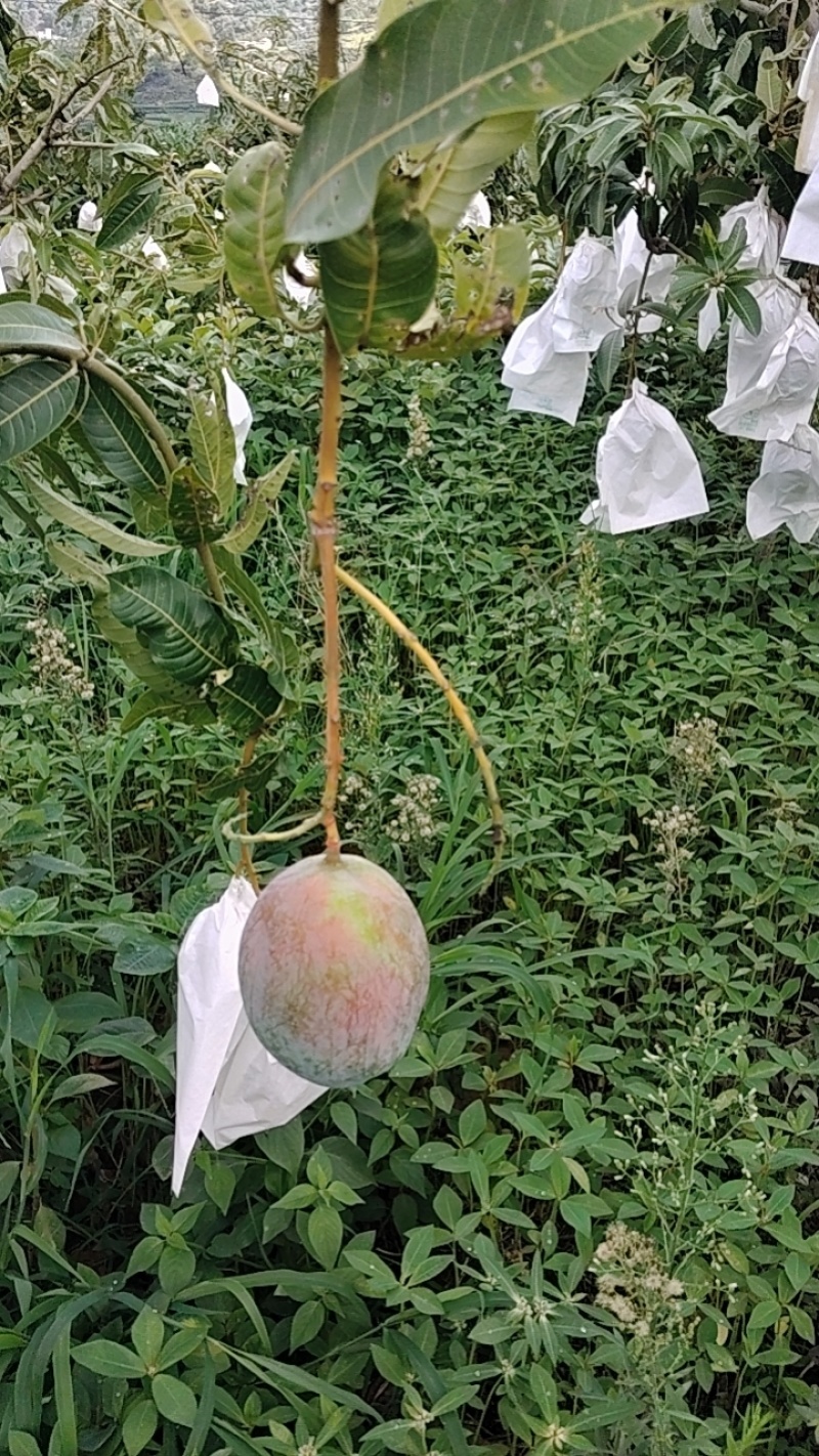 凯特芒6两起电商货