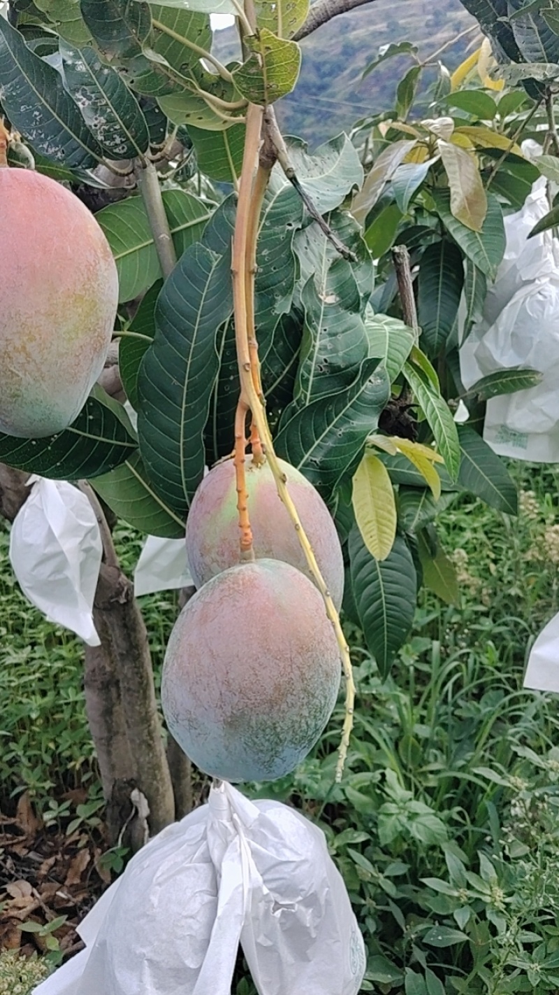 凯特芒6两起电商货