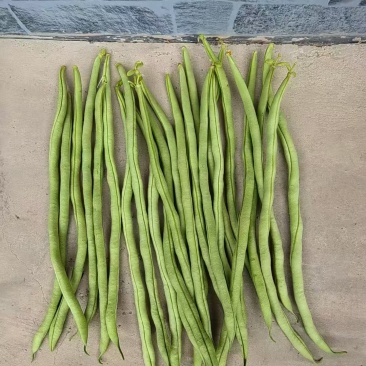 架豆架豆