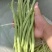 架豆架豆