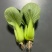 油菜大框30斤35元;小框20斤28元