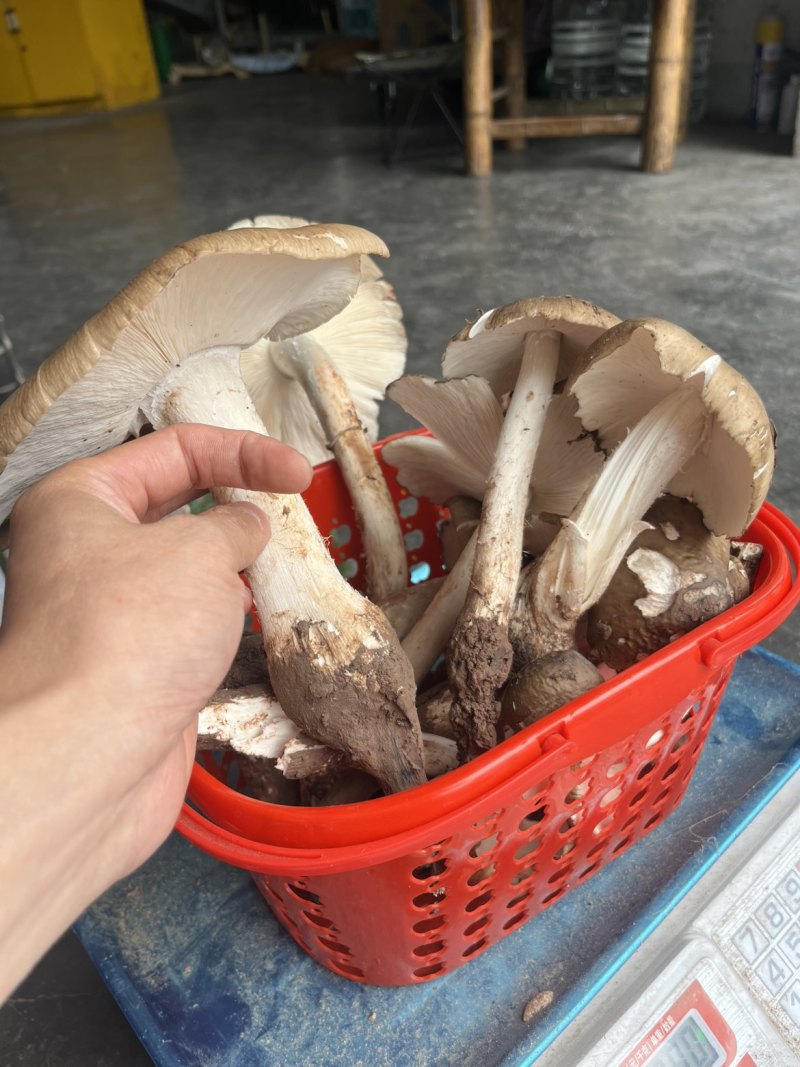 鸡枞菌鲜菌