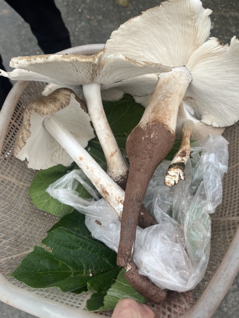 鸡枞菌鲜菌