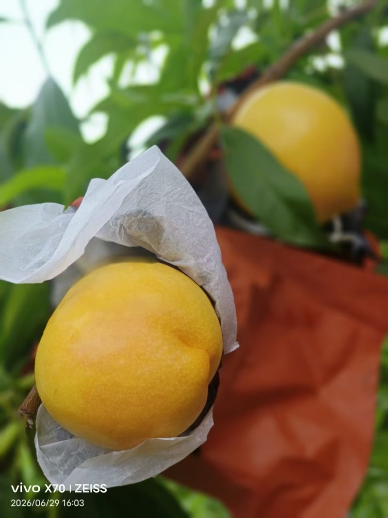 油桃单果三两以上