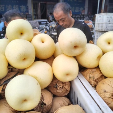 砀山县白皇冠，口感脆甜，非常细嫩，汁多全国代发，需要联系