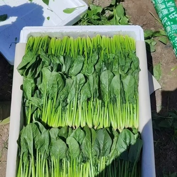 菠菜大叶菠菜，通货/精品两排/两排半/三排，看客户需求发
