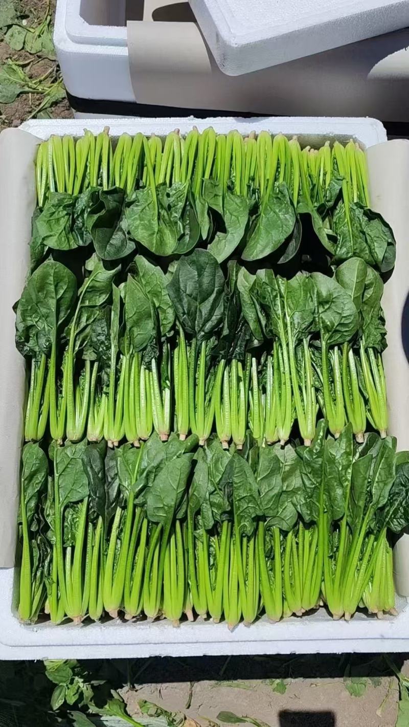 菠菜大叶菠菜，通货/精品两排/两排半/三排，看客户需求发