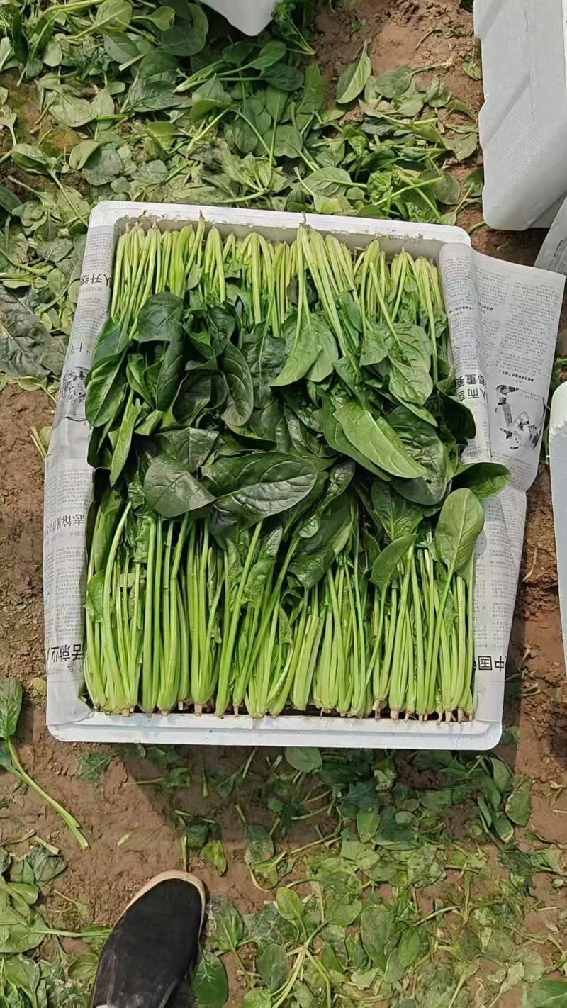 菠菜大叶菠菜，通货/精品两排/两排半/三排，看客户需求发
