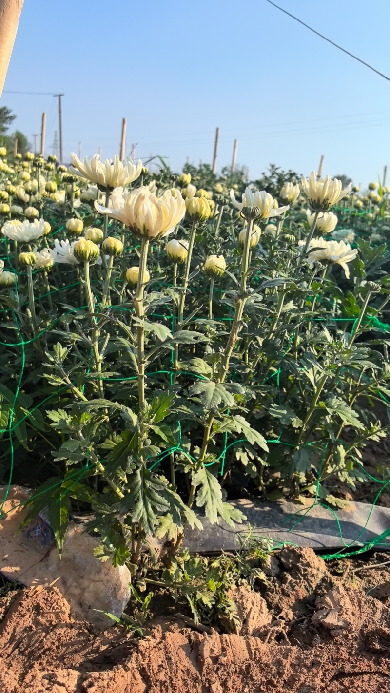 菊花