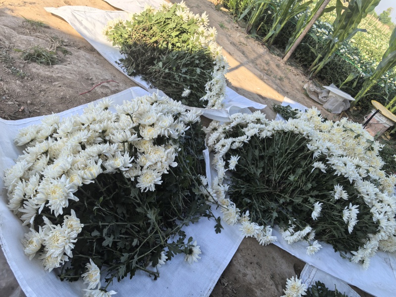 菊花